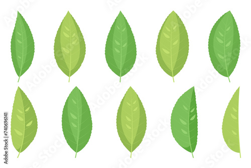 Set of green tea leaves. Vector illustration isolated on white background. © Nadiia Kushnyrenko