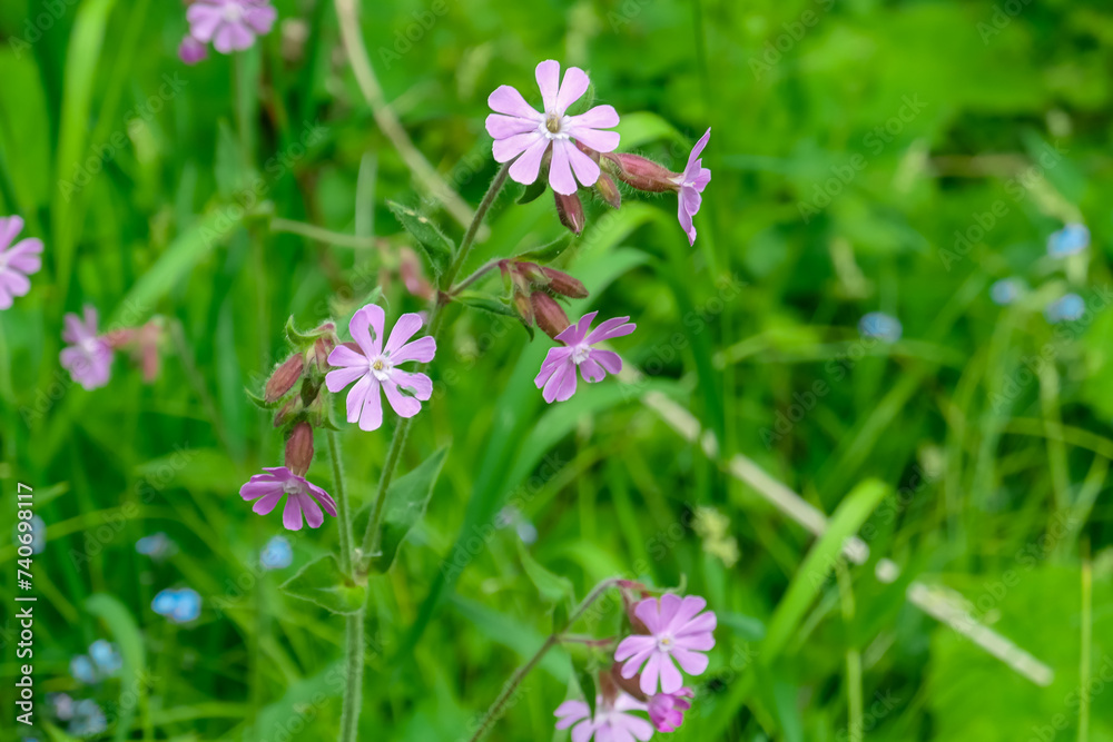 Fototapeta premium Red campion flowers blooming on a picturesque alpine meadow during the vibrant spring season in their natural habitat. Tranquil atmosphere in Eppenstein, Lavanttal Alps, Styria Carinthia, Austria