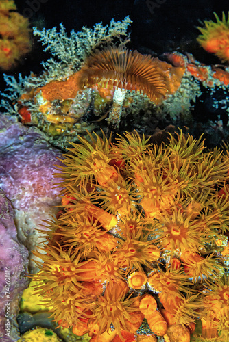 Orange cup coral Tubastraea coccinea 