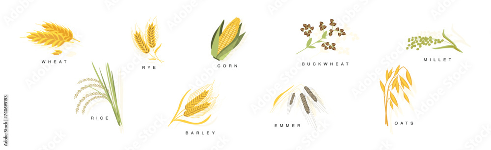 Grass Grain Cereal Ripe Crops and Agricultural Plant Vector Set