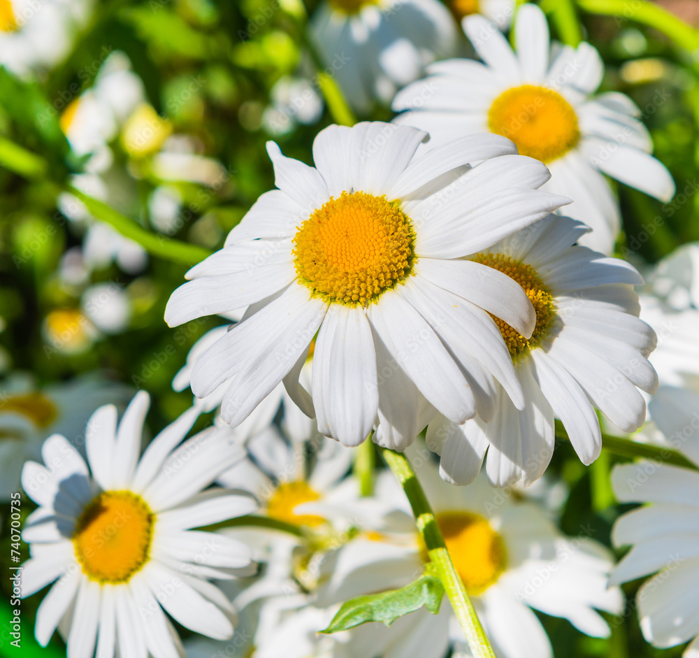 Flowers. Large daisies in sunny summer day Flowers. Large daisies in sunny summer day