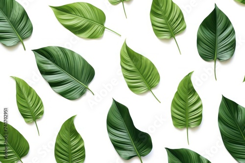 tropical leaves on white background