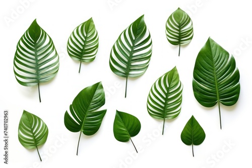 tropical leaves on white background