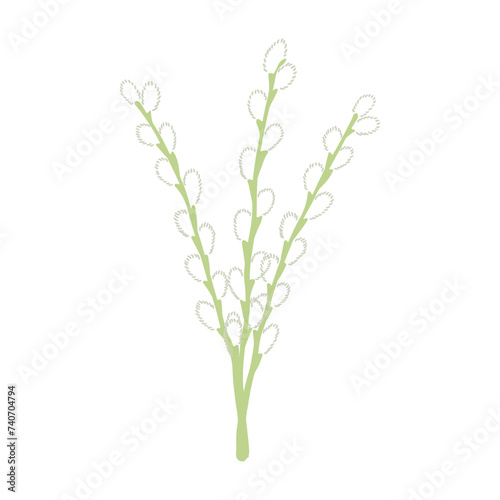 Willow tree branches with catkins hand drawn illustration. Flat style design  isolated vector. Easter holiday clip art  seasonal card  banner  poster  element