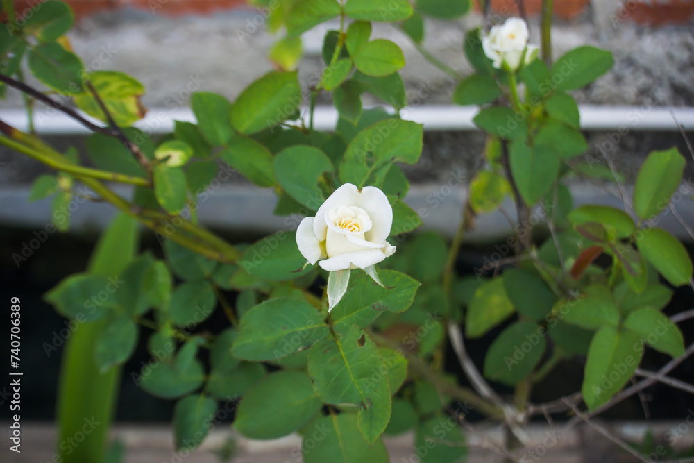 White roses have not yet fully bloomed White roses have not yet fully bloomed