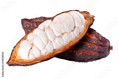Fresh cacao fruits isolated on white background. Dark red cocoa pods. Clipping path.