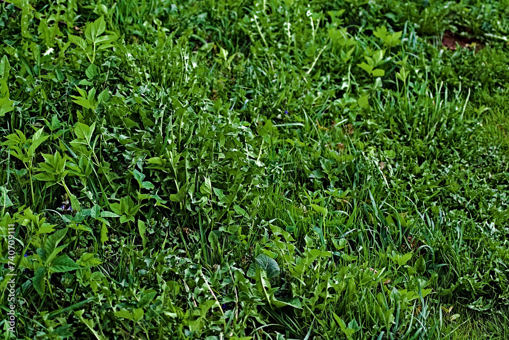 Green lawn and young grass. Background for your product. Green lawn and young grass. Background for your product.