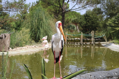 A cegonha-de-bico-amarelo (Mycteria ibis) é uma grande ave pernalta da família das cegonhas Ciconiidae.