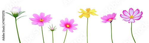 Isolated colorful cosmos flower isolated on white
