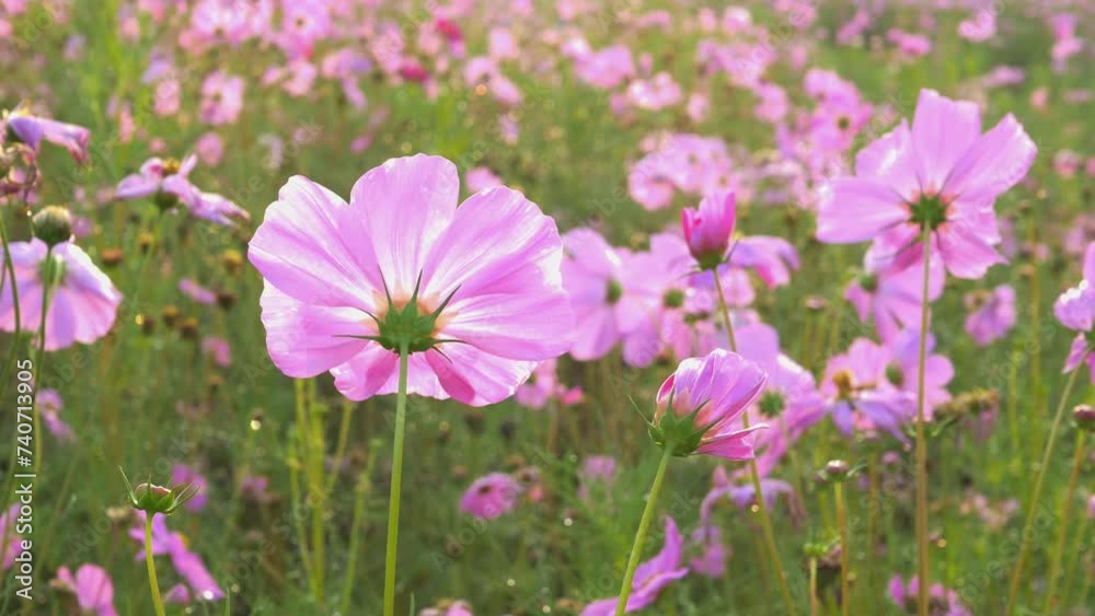 Beautiful purple cosmos flowers at cosmos field in morning sunlight. amazing of cosmos flower field landscape in sunset. nature flower background. Beautiful purple cosmos flowers at cosmos field in morning sunlight. amazing of cosmos flower field landscape in sunset. nature flower background.