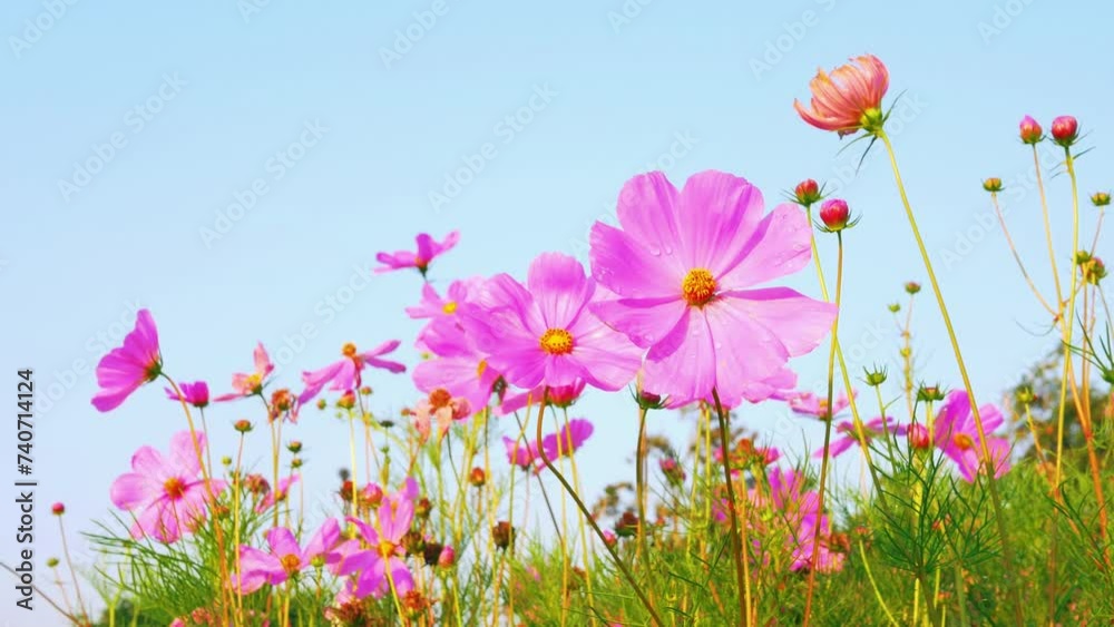 Beautiful cosmos flower field and blue sky. Low angle view nature cosmos flower wallpaper background. Beautiful cosmos flower field and blue sky. Low angle view nature cosmos flower wallpaper background.
