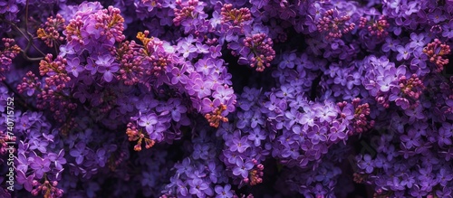 Enchanting garden filled with a vibrant display of beautiful purple flowers blooming under the sun © TheWaterMeloonProjec