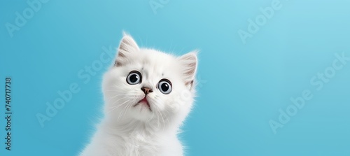  Cute banner with a real cat looking up on solid blue background
