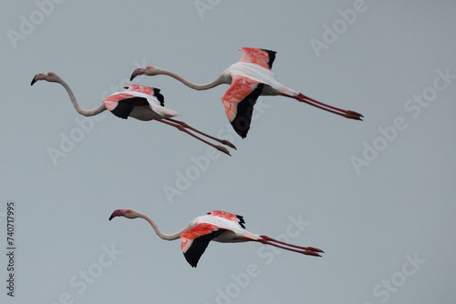 Greater Flamingos flying at Eker creek in the morning, Bahrain