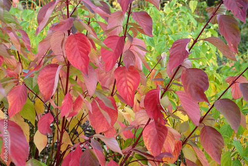 Konstfotografi Red leaves of the Cornus sericea ÔCoral RedÕ, also known Bailey's Red Twig Dogwood during autumn