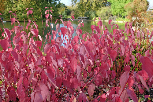 Red leaves of the Cornus sericea 'BaileyiÕ, also known Bailey's Red Twig Dogwood during autumn. photo