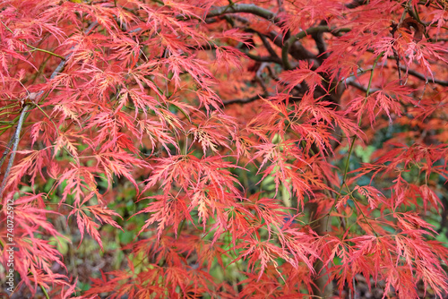 Photos The red and orange  dissected leaves of the Acer palmatum Dissectum Viride Group or Acer 'Viridis' during its autumn display