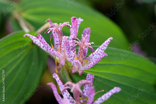 Purple and white speckled Tricyrtis hirta, the Japanese toad lily or hairy toad lily in flower. photo