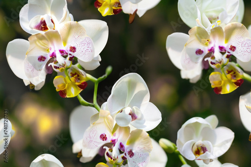 white orchid on the background of the gerden