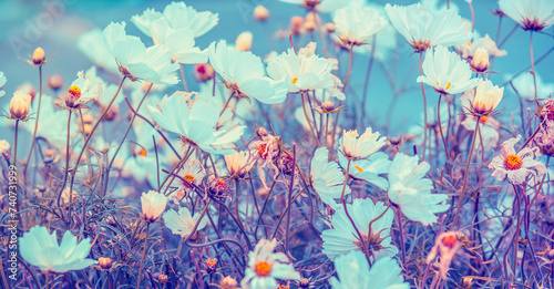 Fototapeta Naklejka Na Ścianę i Meble -  Flowering Cosmos background. Flowers in the garden in summer. Floral background