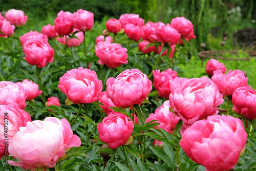 Hot Pink peony 'Ellen Cowley' in flower. photo