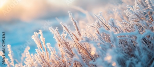 Sunlit frosty grass glistening in the winter morning light