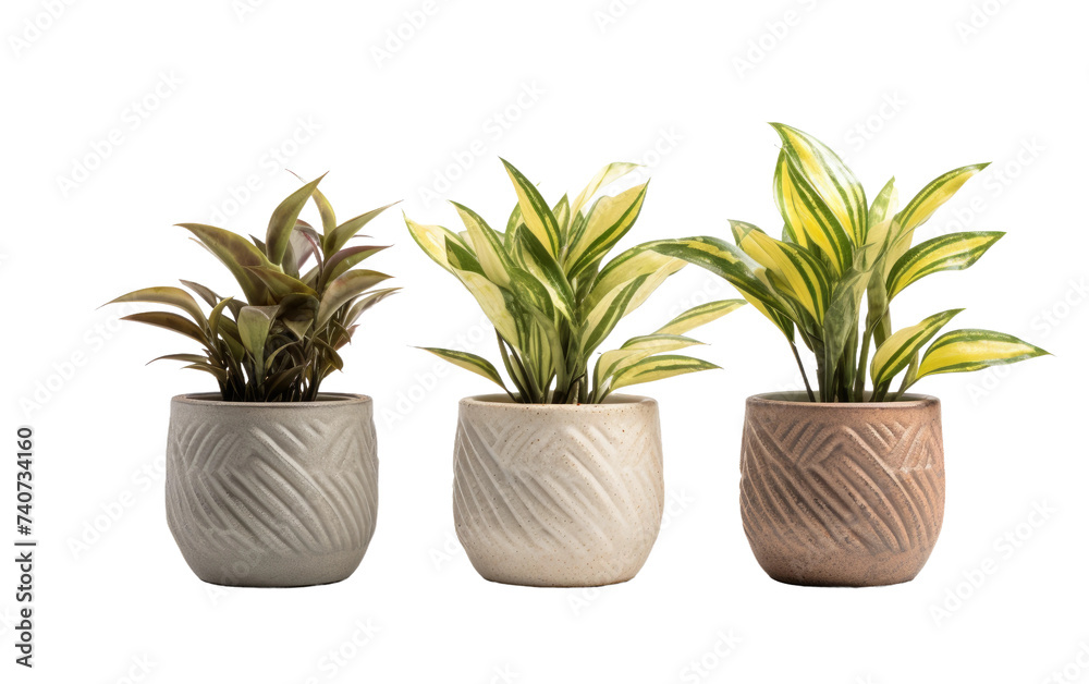 Fototapeta premium Modern houseplant trio in textured ceramic pots, green foliage decor PNG, indoor botanical accent for home styling isolated on Transparent Background