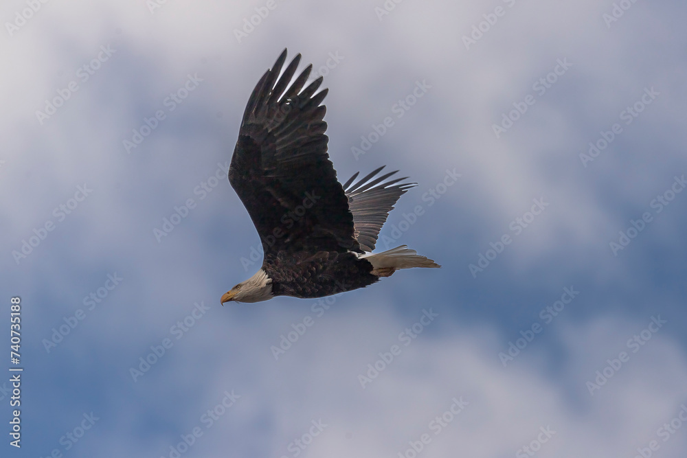 Bald Eagle flies over the Delaware River Bald Eagle flies over the Delaware River