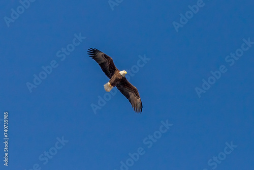 Bald Eagle flies over the Delaware River