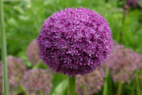 Foto Giant Allium 'Ambassador' in flower.
