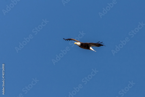 Bald Eagle flies over the Delaware River