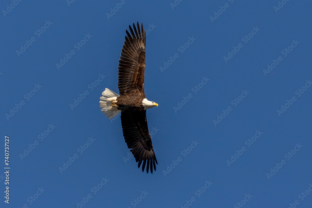 Fototapeta premium Bald Eagle flies over the Delaware River