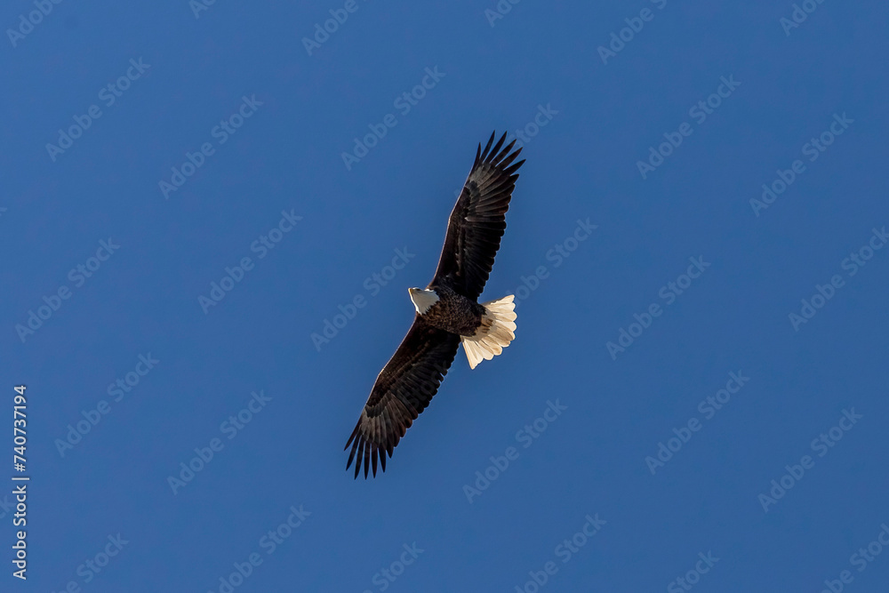 Obraz premium Bald Eagle flies over the Delaware River