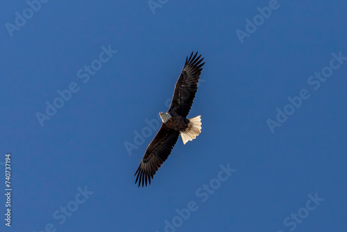 Bald Eagle flies over the Delaware River © Judy