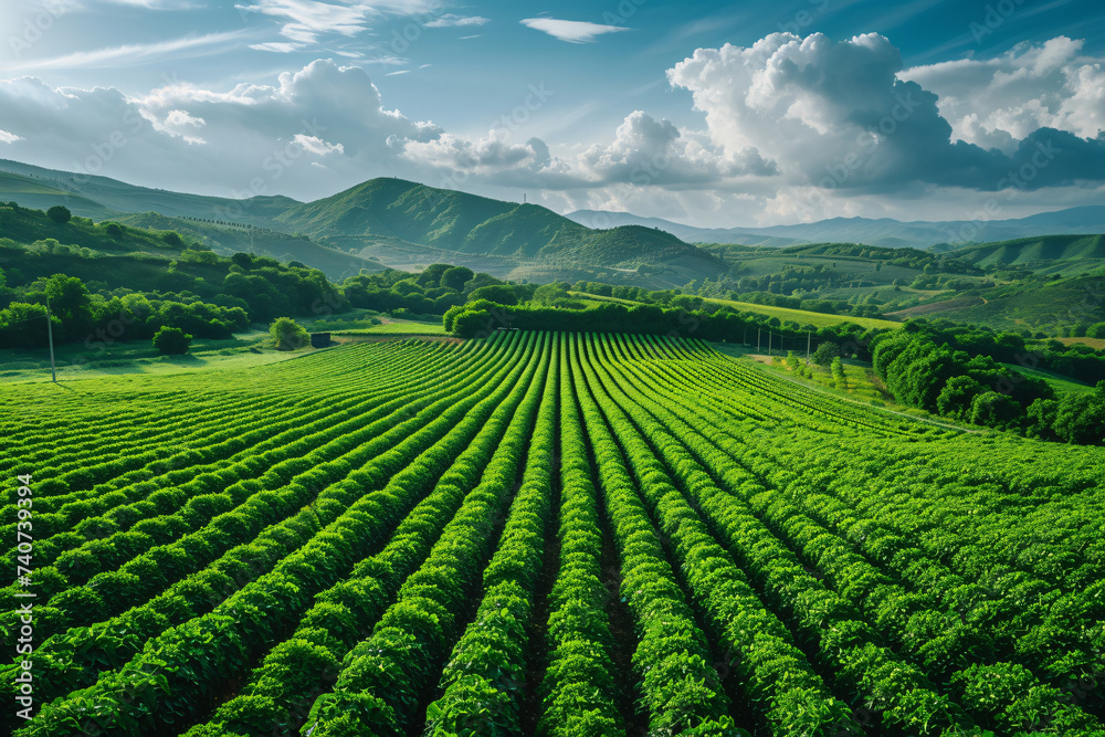 Symmetrical green crop fields rolling over hills under a dynamic cloudy sky