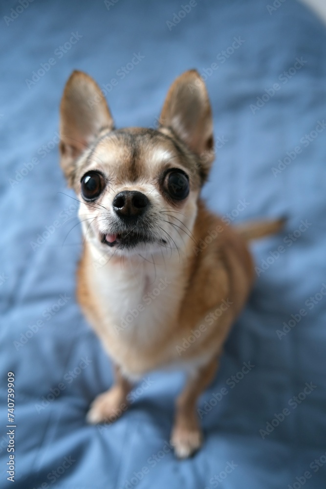 chihuahua puppy on blue