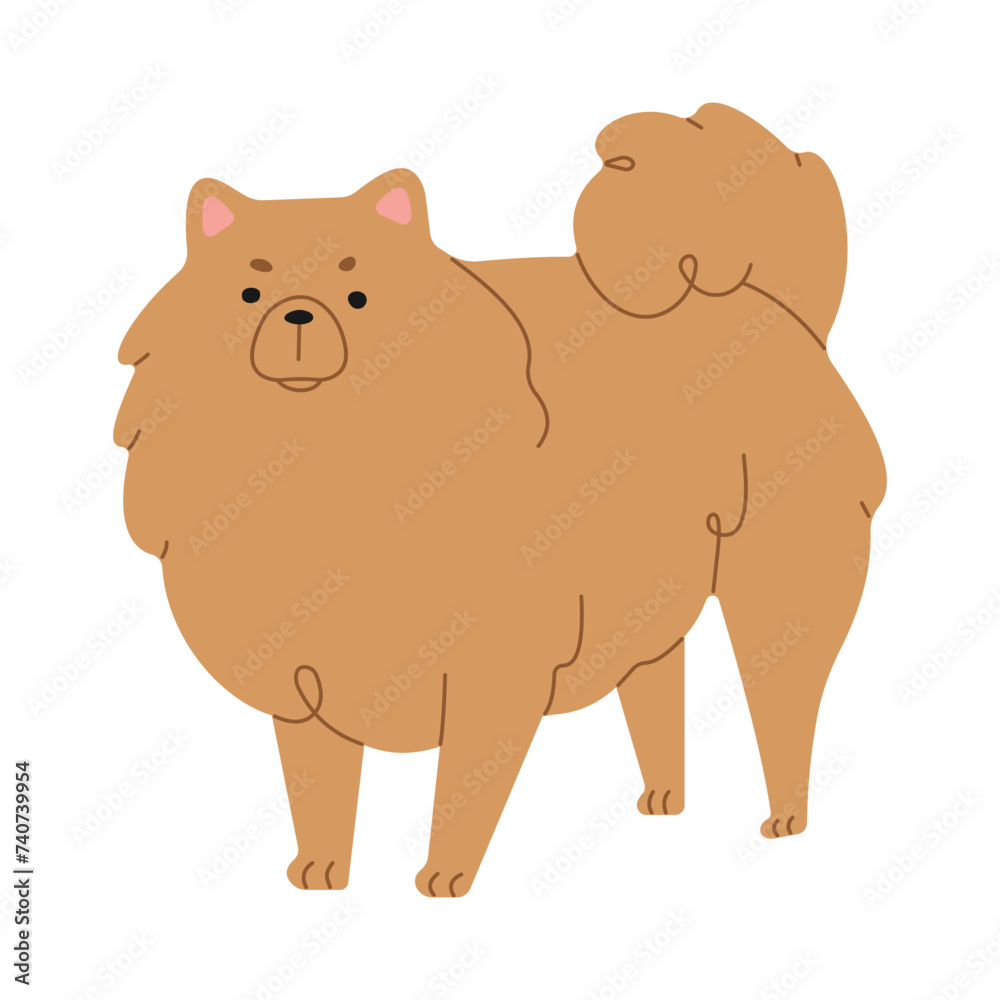 Pomeranian 1 cute on a white background, vector illustration.
