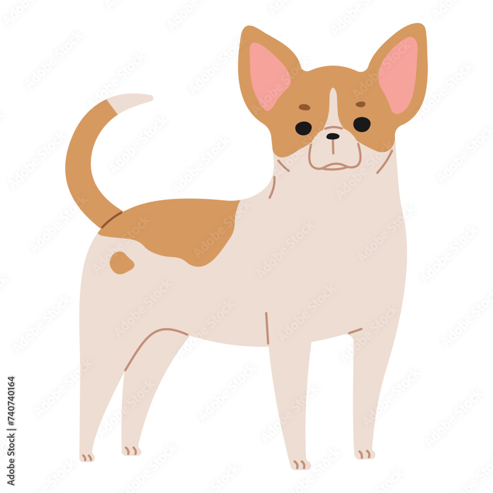 Chihuahua 1 cute on a white background, vector illustration.
