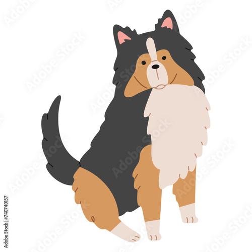 Shetland Sheepdog 1 cute on a white background, vector illustration.