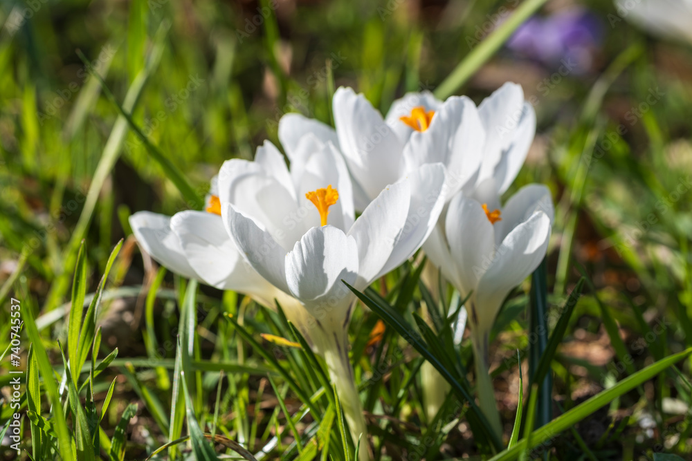 Close-up of white blooming crocuses in the park of Wiesbaden Close-up of white blooming crocuses in the park of Wiesbaden