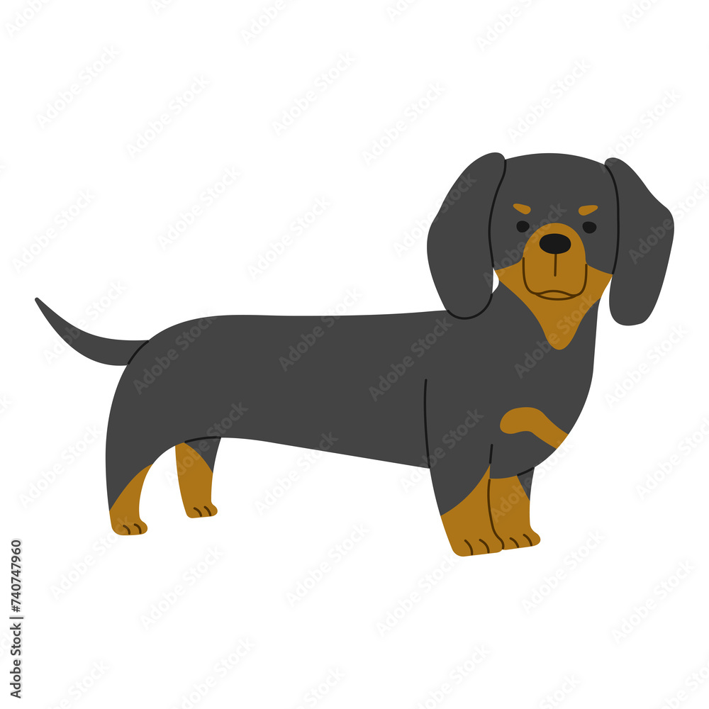 Dachshund 1 cute on a white background, png illustration.