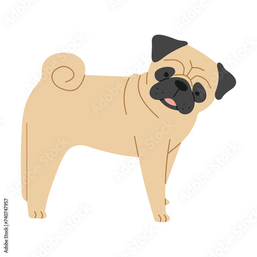 Pug 1 cute on a white background, png illustration.