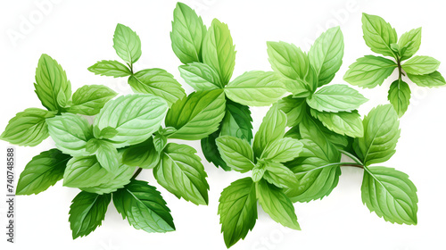 Mint on white background