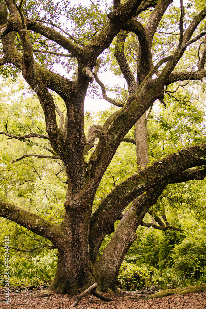 A very Large Oak tree canopy in the National Forest in Florida. A very Large Oak tree canopy in the National Forest in Florida.