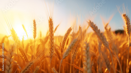 a field of golden wheat swaying in the wind under a sunshine photograph