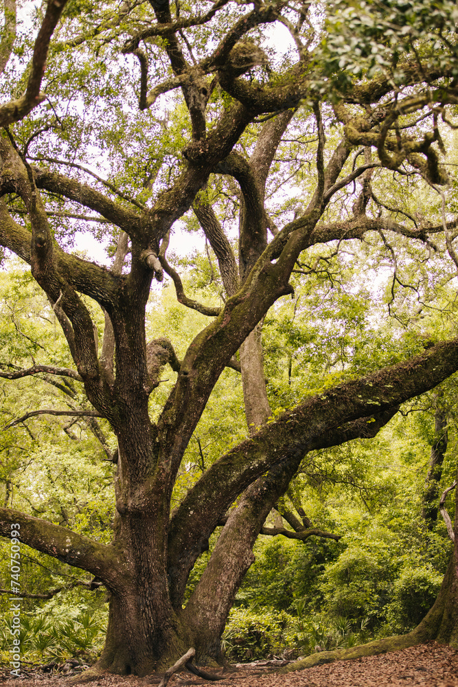 A very Large Oak tree canopy in the National Forest in Florida.