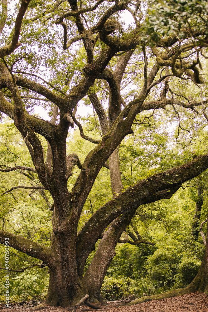 A very Large Oak tree canopy in the National Forest in Florida. A very Large Oak tree canopy in the National Forest in Florida.