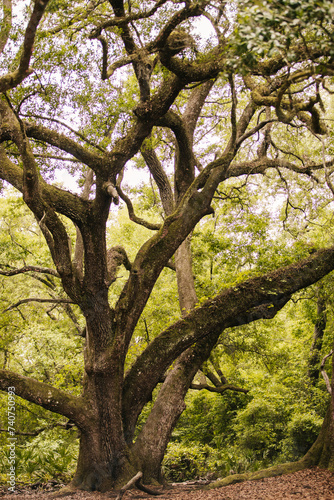 A very Large Oak tree canopy in the National Forest in Florida.