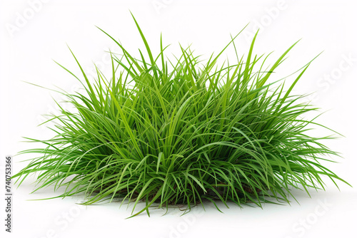 Lush green grass tuft isolated on white background photo