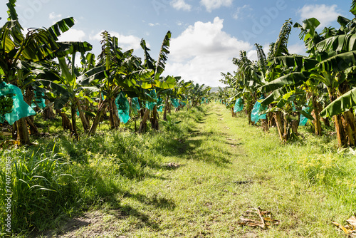 Fotomural Plantation de bananiers avec régimes de bananes ensachés pour leur protection